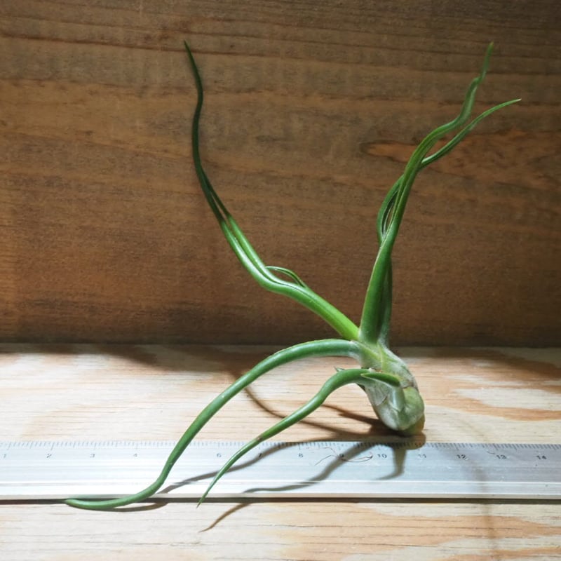 モ*オ様 レア⭐︎ チランジア　ブルボーサ　アルバ　エアプランツ 現品) チランジア ブルボーサ 'フリークショー' (No.22230) (エアー