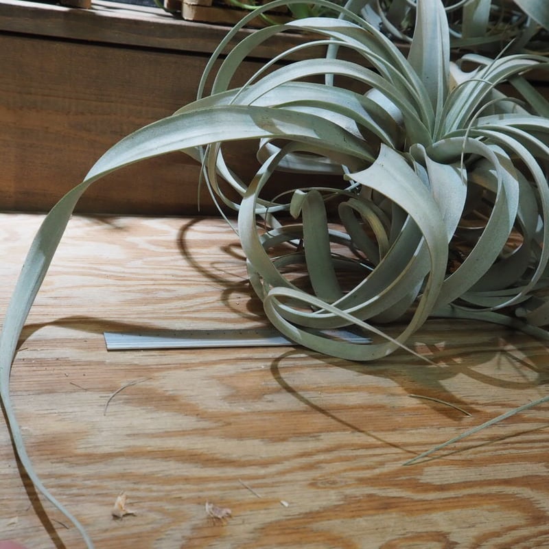 チランジア ／ キセログラフィカ ロングリーフ XL (T.xerographica