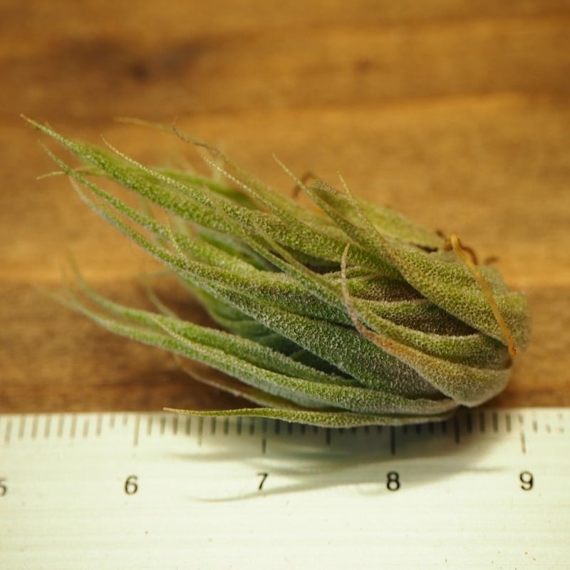 チランジア スプレンゲリアナ チランジア・スプレンゲリアナ Tillandsia sprengeliana 育て方