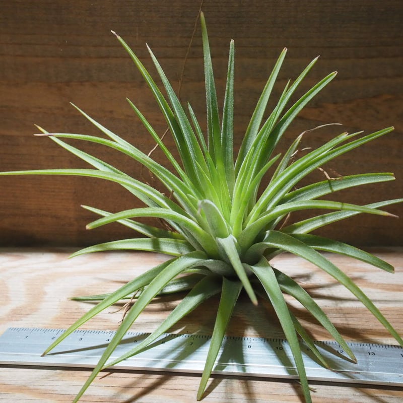 チランジア ／ イオナンタ マキシマ アルビノ (T.ionantha var. maxima