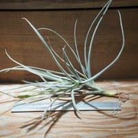 チランジア ／ イオナンタ プレデター (T.ionantha 'Predator') | 常