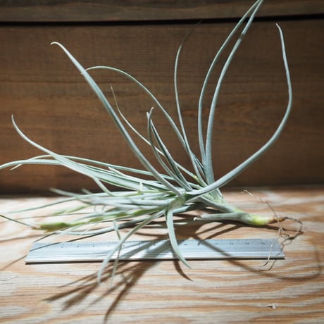 チランジア ／ カリギノーサ × クロカータ　(T.caliginosa × T.crocata)　＊A01/Jun22