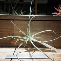 チランジア ／ イオナンタ クレステッドフォーム (T.ionantha 'Crested