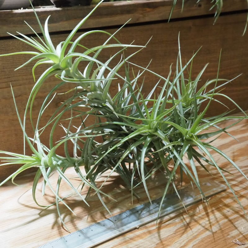 数年物 チランジア ベルゲリー クランプ 数年物 チランジア ベルゲリー クランプ チランジア・ベルゲリー