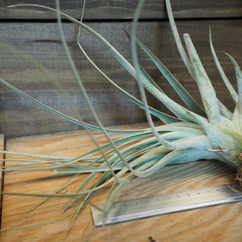 エアプランツ | ウチデグリーン | UCHI de GREEN tomasellii