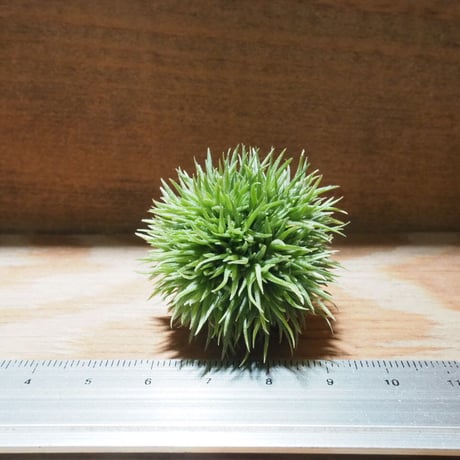 CATEGORY エアプランツ（チランジア） 希少種 | 常葉植物園