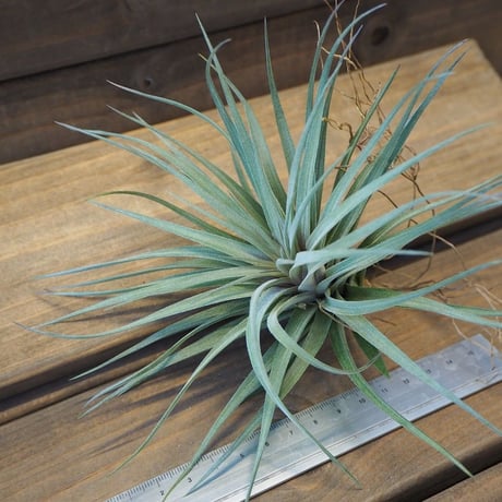 チランジア ／ ストリクタ パープルスター　(T.stricta 'Purple Star')