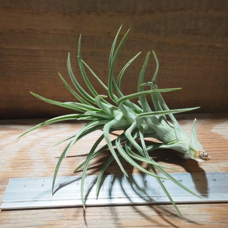 STORES エアープランツの検索結果