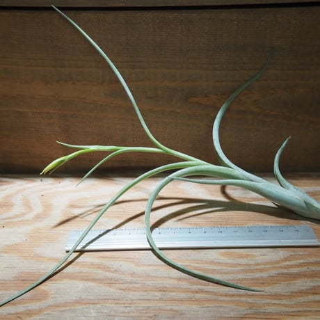 ヘドロ沼 様 ご確認用 イオナンタ バンハイニンギー×ハリスコモンティ