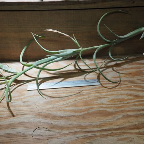 CATEGORY 学名・名称：I | 常葉植物園 Tokiwa Botanical-Garde