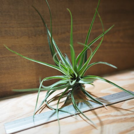 チランジア ／ ストリクタ マゼンタ　(T.stricta 'Magenta')　＊A01/May08
