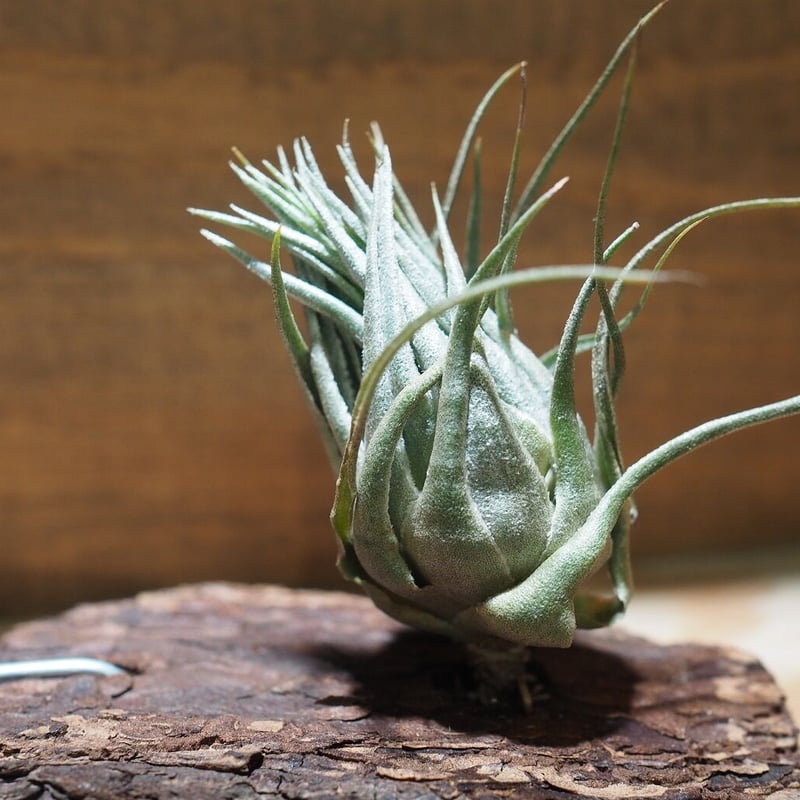 ティランジア　カウツキー　ミュータントフォルム ティランジア カウツキー ミュータントフォルム チランジア