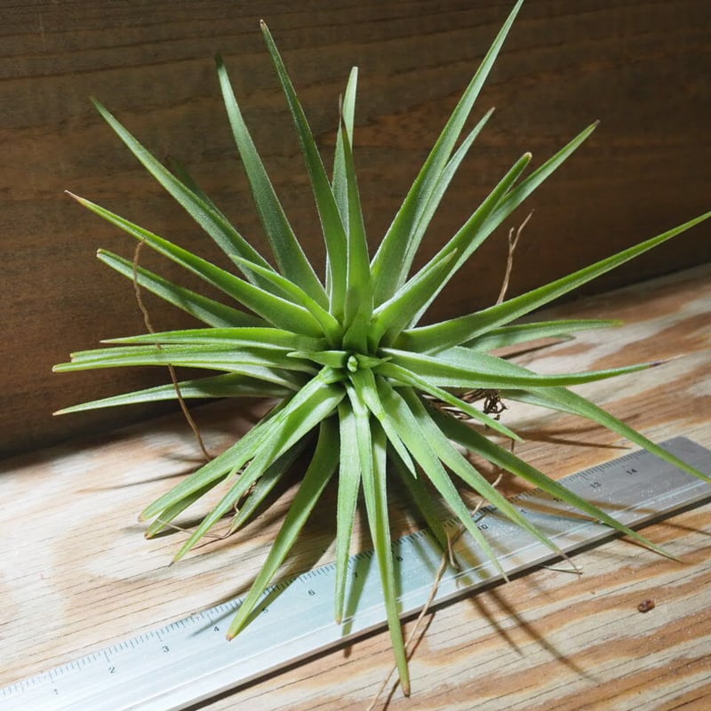 チランジア ／ イオナンタ マキシマ アルビノ (T.ionantha var. maxima