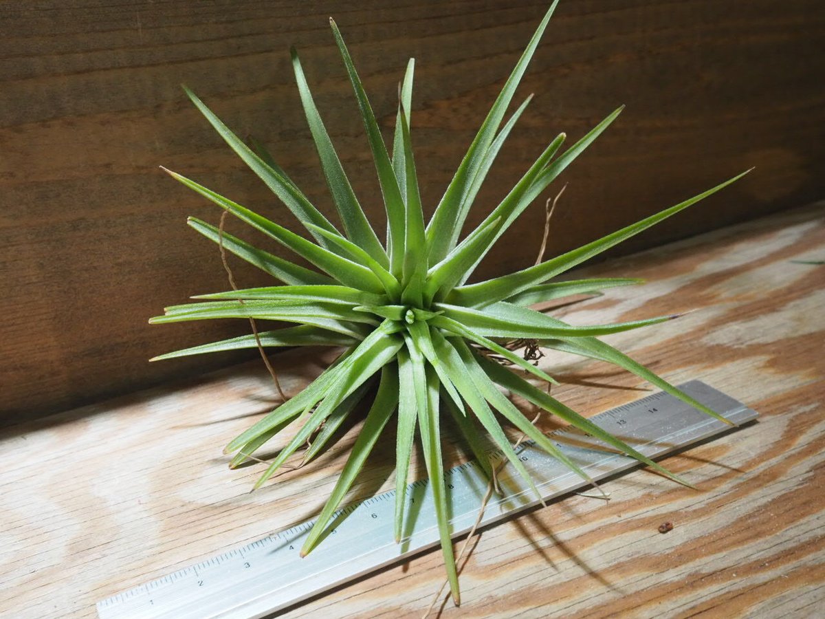 チランジア ／ イオナンタ マキシマ アルビノ (T.ionantha var. maxima