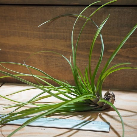 チランジア ／ ナルセシオイデス　(T.narthecioides)　＊A01/Apr18