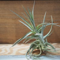 チランジア ／ イオナンタ トールベルベット (T.ionantha 'Tall Velvet