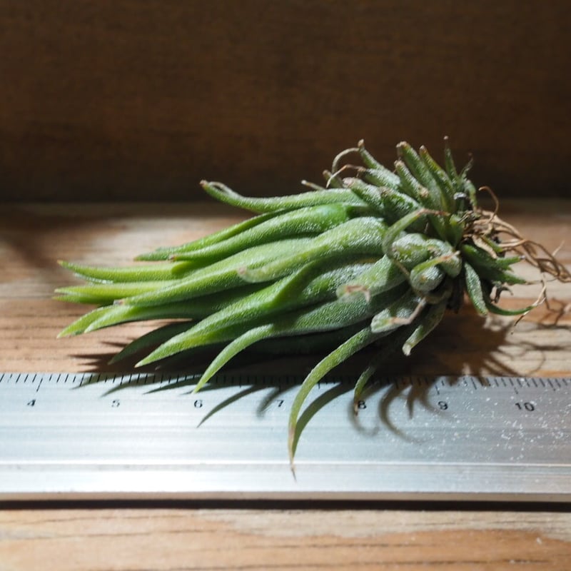 チランジア ／ イオナンタ ヘーゼルナッツ (T.ionantha 'Hezel