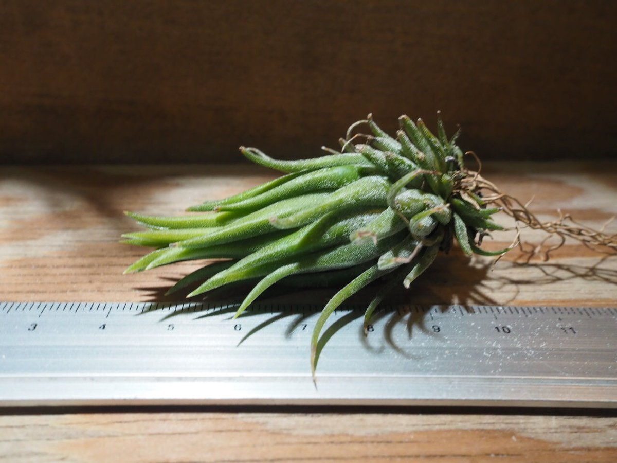 英麻呂T. ionantha 'Nizanda' と'Hazel Nut' Ionantha Hazelnut
