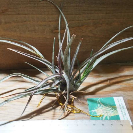チランジア ／ カピタータ ドミンゲンシス　(T.capitata var. domingensis)　★CD01/Jul30-01