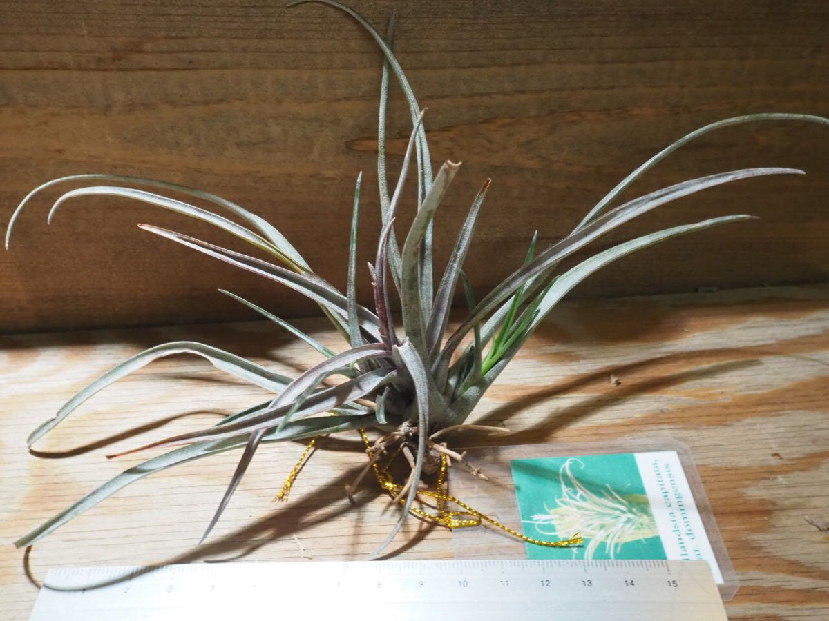 チランジア ／ カピタータ ドミンゲンシス (T.capitata var. domingen