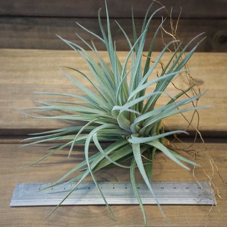 チランジア ／ ストリクタ パープルスター　(T.stricta 'Purple Star')