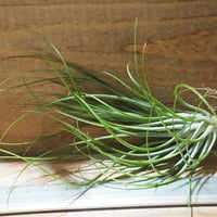 チランジア ／ イオナンタ ファットボーイ (T.ionantha 'Fat Boy') ☆E