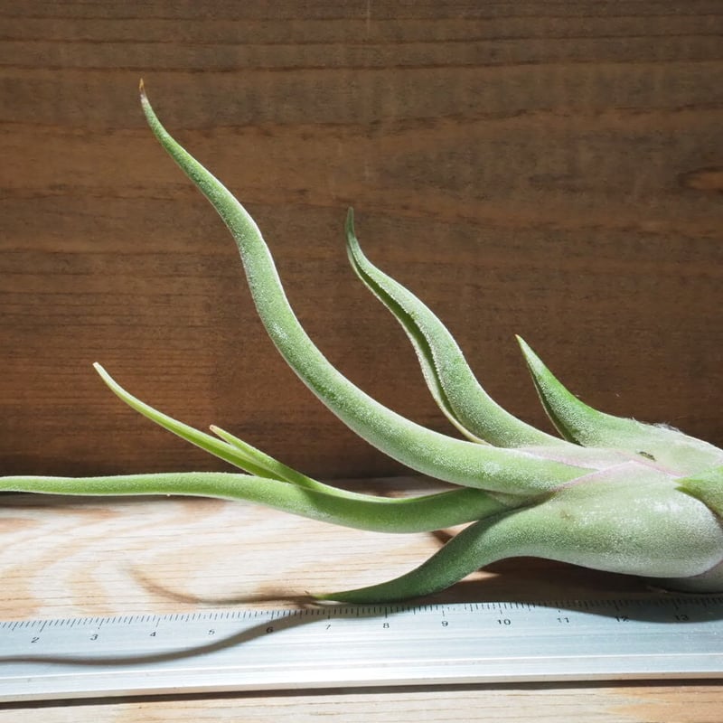 チランジア ベスト メドゥーサ クラス チランジア・カプトメドゥーサエ - Wikipedia