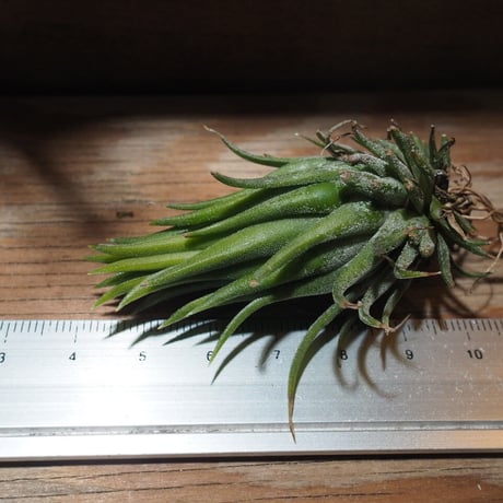 チランジア ／ イオナンタ ヘーゼルナッツ　(T.ionantha 'Hezel Nut')　★EF01/Feb05-02