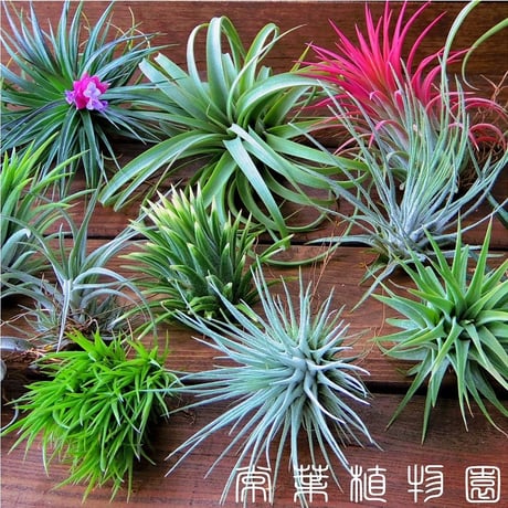 常葉植物園-ときわしょくぶつえん　*チランジア(エアプランツ)*