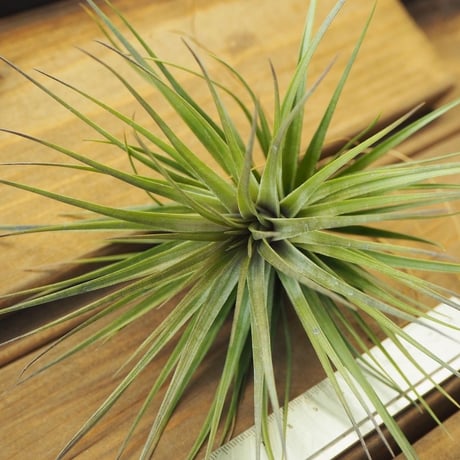 チランジア ／ ストリクタ リオネグロ　(T.stricta 'Rio Negro')