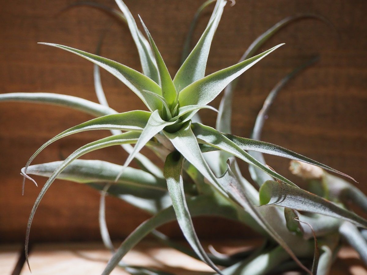 チランジア ／ ロエズリー (T.roezlii) ＊A01/May31 | 常葉植物園 To