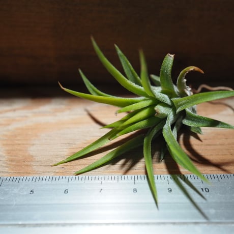 チランジア ／ イオナンタ ピーチ ホワイトフラワー　(T.ionantha 'Peach White Flower')　＊A01/Apr25