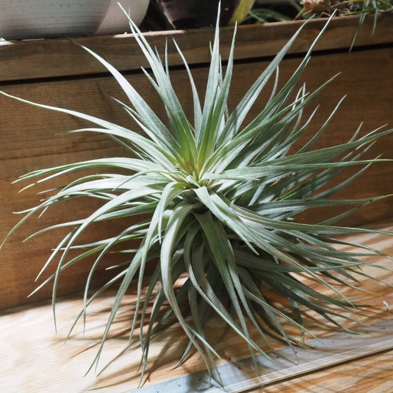 チランジア ／ アエラントス パープルレザー (T.aeranthos 'Purple Lea