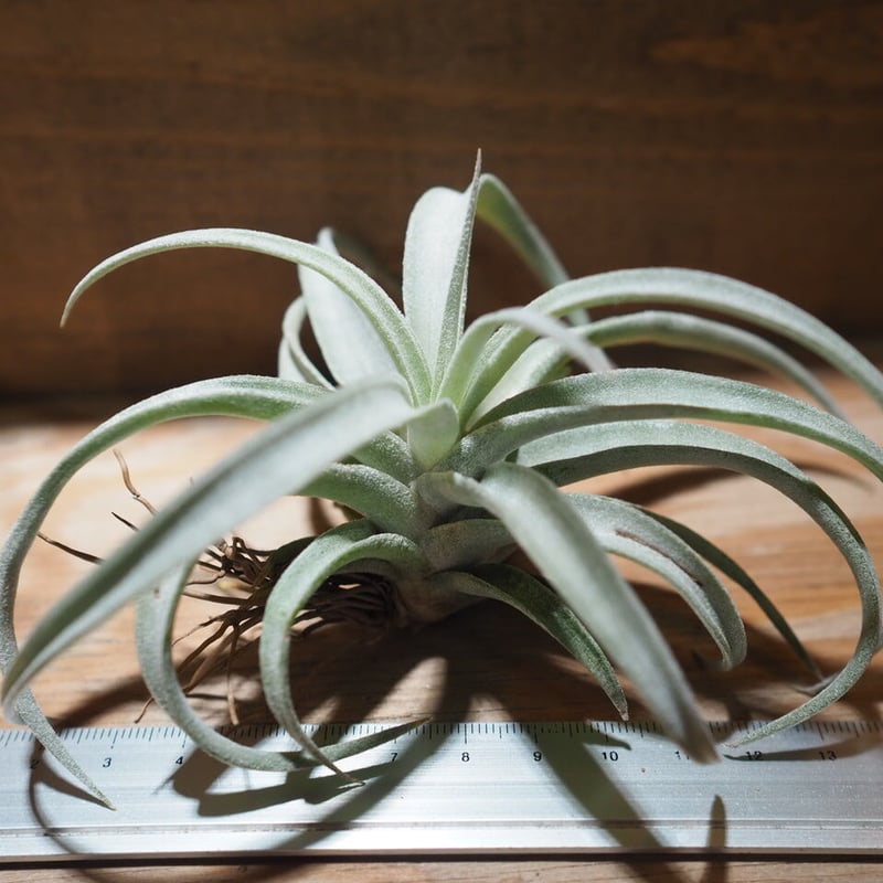 チランジア カルソニアエ × チアペンシス チランジア・チアペンシス Tillandsia chiapensis 育て方 図鑑