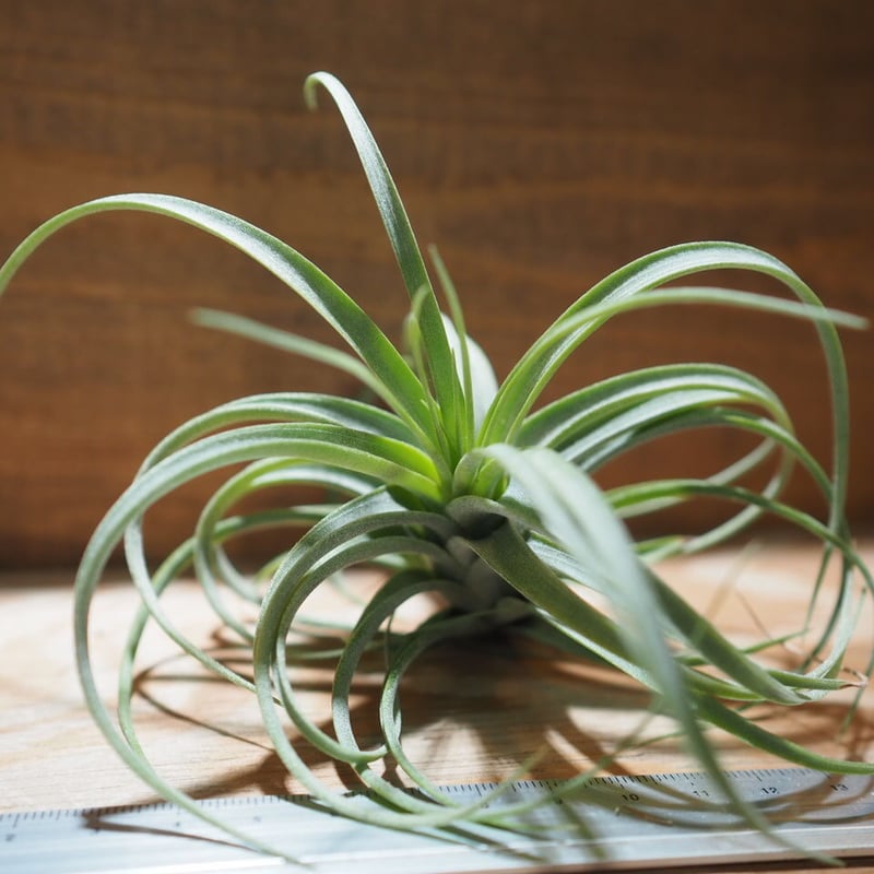 チランジア ／ エリーサ M (T.'Elisa') ＊A01/Apr18 | 常葉植物園 T