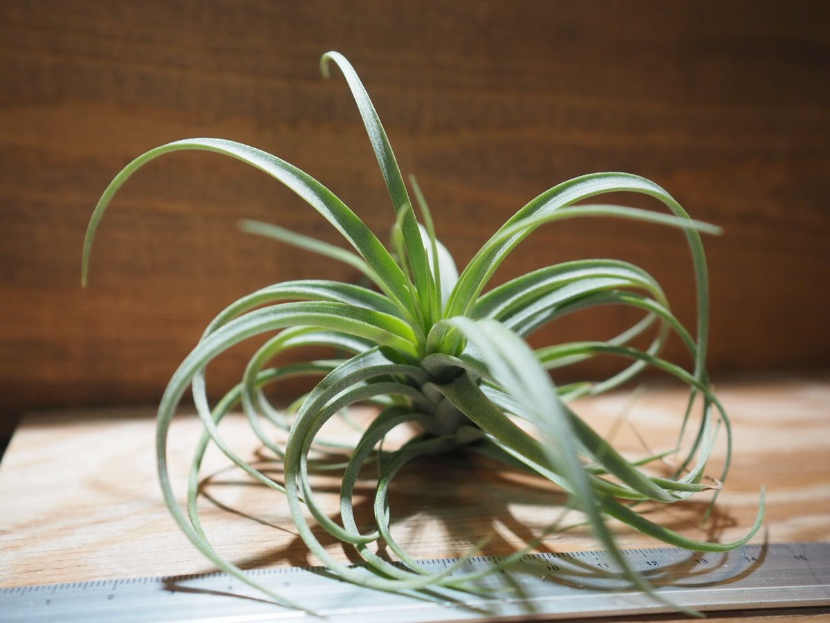 チランジア ／ エリーサ M (T.'Elisa') ＊A01/Apr18 | 常葉植物園 T