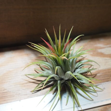 チランジア ／ イオナンタ ストリクタ　(T.ionantha var. stricta)　★EF01/Feb05