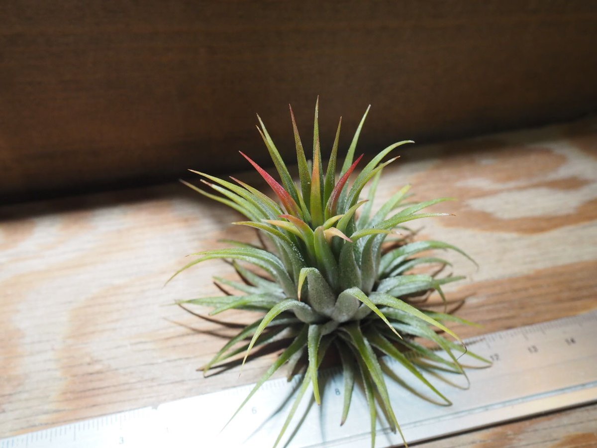 チランジア ／ イオナンタ ストリクタ (T.ionantha var. stricta