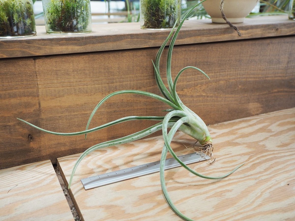 チランジア　El Guapo 開花苗 チランジア El Guapo 1苗 【公式通販】