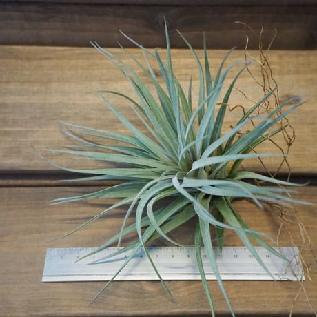 チランジア ／ ストリクタ パープルスター　(T.stricta 'Purple Star')