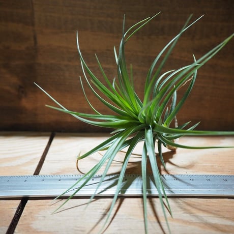 チランジア ／ ストリクタ × テヌイフォリア　(T.stricta × T.tenuifolia)　＊A01/Apr11