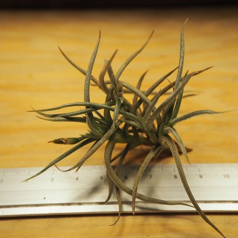 チランジア ／ レトルタ (T.retorta) ＊A02/J30 | 常葉植物園