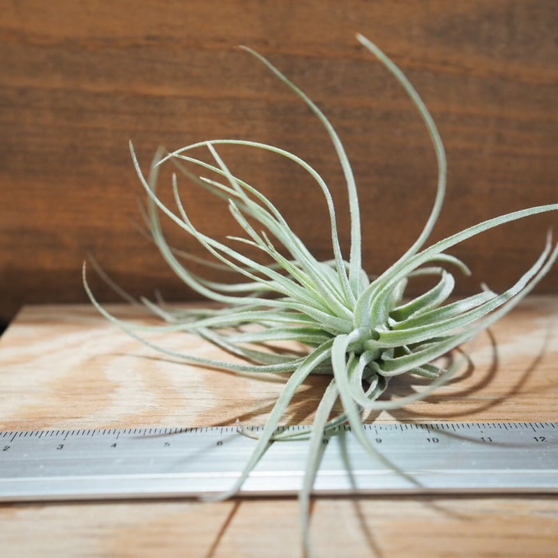【みぃこどん】Tillandsia 4点セット チランジア ／ 入門5点セット Hタイプ (Tillandsia H-type