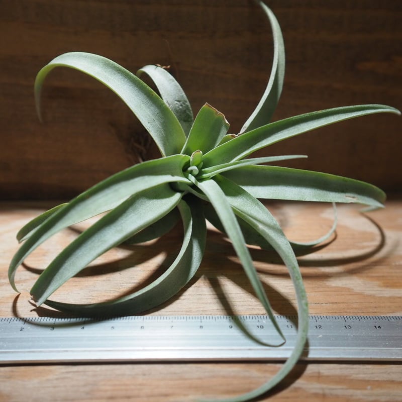 チランジア ／ カピタータ シルバーローズ No.0195 (T.capitata 'Silv