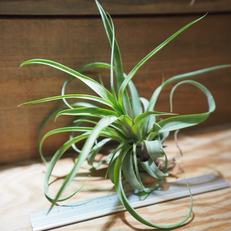 チランジア ／ ノバキー  × (ブルボーサ × ストレプトフィラ)　(T.novakii × (T.bulbosa x T.streptophylla))　＊A01/Jul11