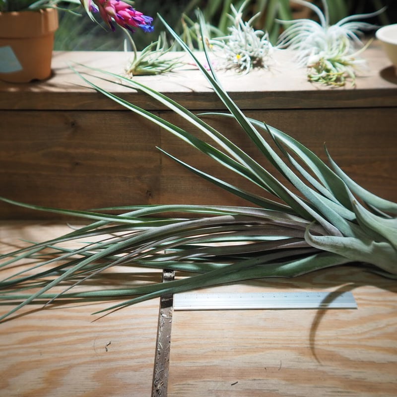 チランジア ／ ストレプトフィラ × ノバキー (T.streptophyll × T.nov