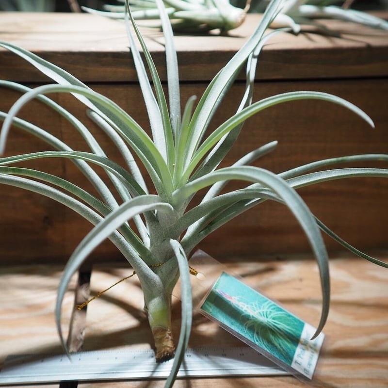 チランジア ／ ピンクベルベット (T.'Pink Velvet') ＊A01/Nov09 |