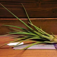 チランジア ／ イオナンタ プレデター (T.ionantha 'Predator') | 常