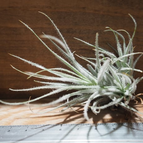 チランジア ／ テクトルム ワイルド フォーム　(T.tectorum wild form)　＊A01/Apr25