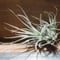 チランジア ／ テクトルム ワイルド フォーム　(T.tectorum wild form)　＊A01/Apr25